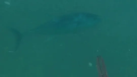 İzmit Körfezi'nde balıkçıların 'orkinos' sevinci