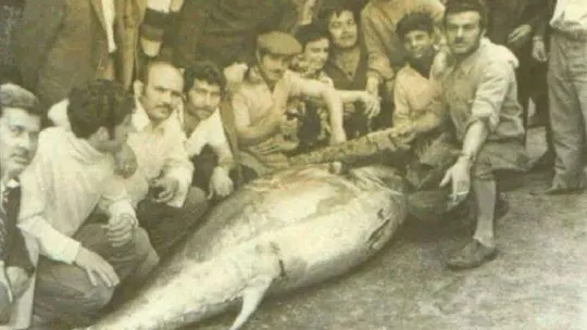 İzmit Körfezi'nde balıkçıların 'orkinos' sevinci