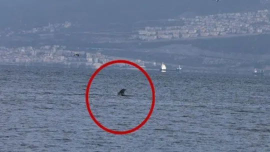 İzmit Körfezi'nde yunus balıklarından görsel şölen