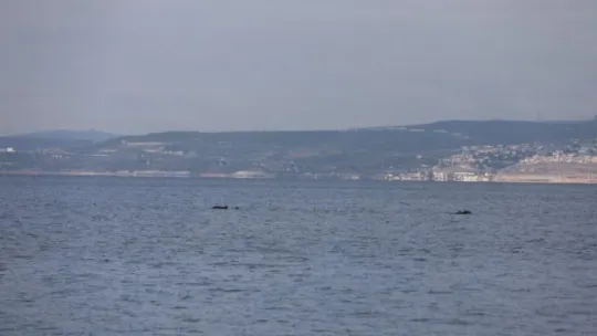 İzmit Körfezi'nde yunus balıklarından görsel şölen