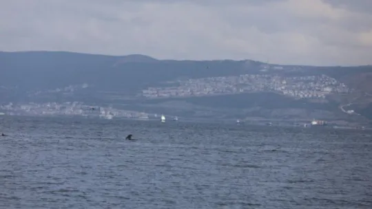 İzmit Körfezi'nde yunus balıklarından görsel şölen