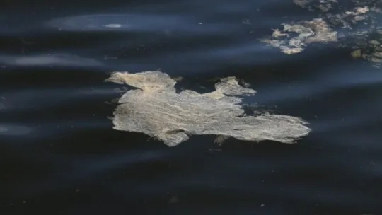 İzmit Körfezi'ndeki tabakanın sebebi bakın ne çıktı!