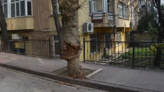 İzmit'te devrilme riski taşıyan ağaç kesildi