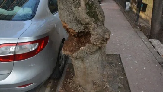 İzmit'te devrilme riski taşıyan ağaç kesildi