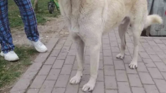İzmit'te köpeğe şiddet uygulayan 2 şahıs yakalandı