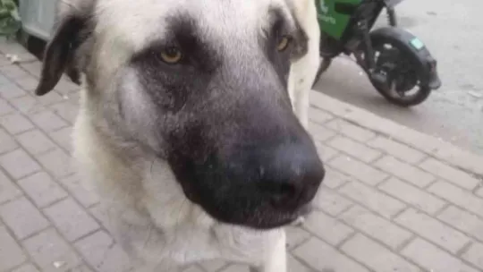 İzmit'te köpeğe şiddet uygulayan 2 şahıs yakalandı
