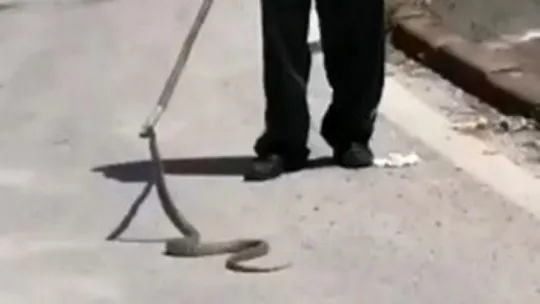 İzmit'te yılan paniği!