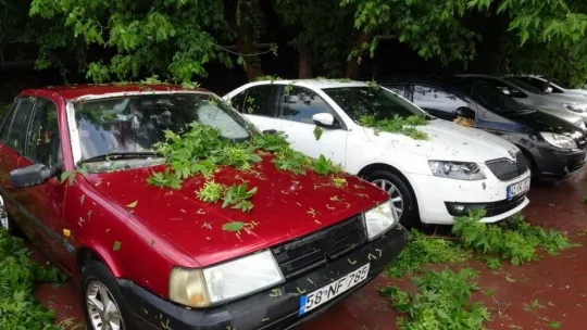 İzmit'te yoğun yağış ağaçları devirdi!