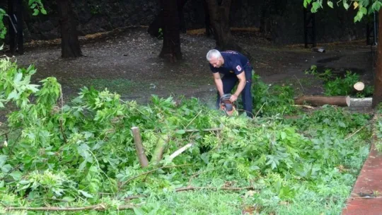 İzmit'te yoğun yağış ağaçları devirdi!