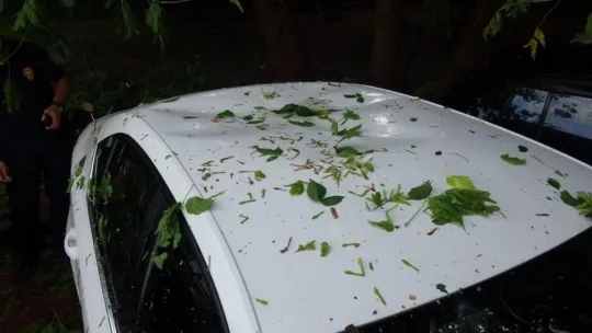 İzmit'te yoğun yağış ağaçları devirdi!