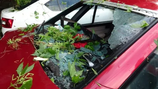 İzmit'te yoğun yağış ağaçları devirdi!