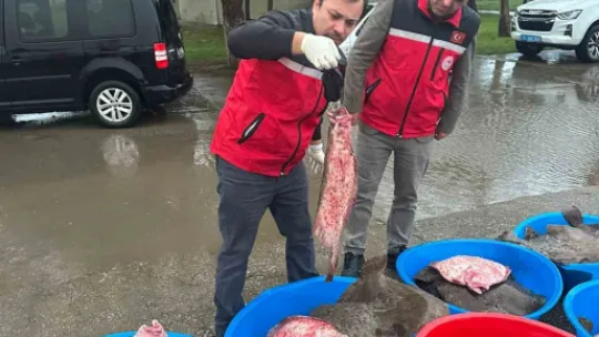 Kocaeli'de kaçak av operasyonu!