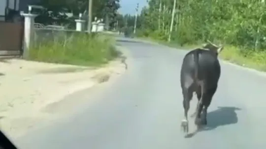 Kaçan kurbanlığın peşine arabayla düştüler