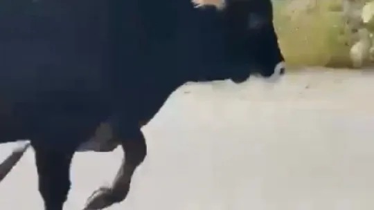 Kaçan kurbanlığın peşine arabayla düştüler