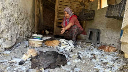 Kadın girişimcinin 22 yıllık emeği bir gecede yok oldu