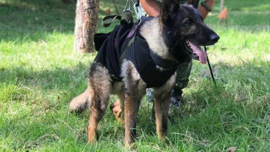 Kahraman köpek Proteo'nun adı Kocaeli'de yaşatılacak