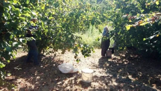 Kandıralı çocuklar, tatilde fındık toplayan ailelerine yardım ediyor