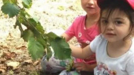 Kandıralı çocuklar, tatilde fındık toplayan ailelerine yardım ediyor