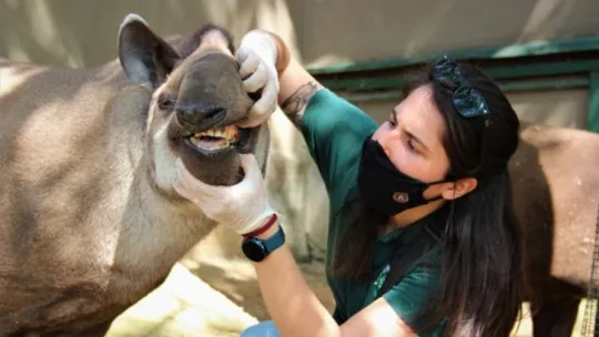 Kapanmayı fırsat bilip, park içerisinde özgürce dolaşıyorlar