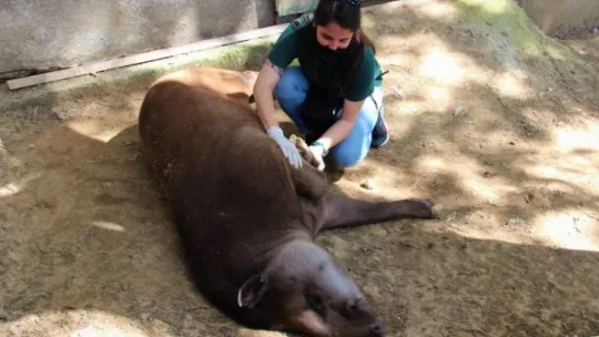 Kapanmayı fırsat bilip, park içerisinde özgürce dolaşıyorlar