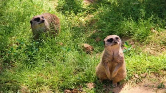 Kapanmayı fırsat bilip, park içerisinde özgürce dolaşıyorlar