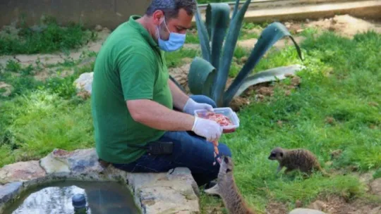 Kapanmayı fırsat bilip, park içerisinde özgürce dolaşıyorlar