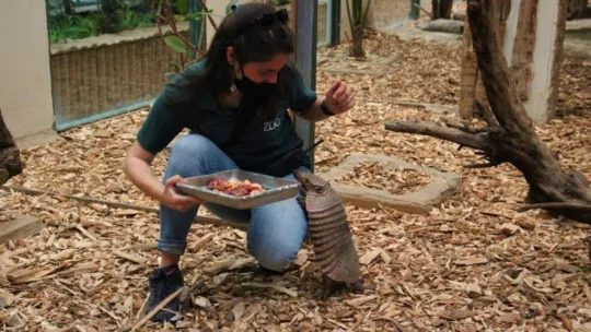 Kapanmayı fırsat bilip, park içerisinde özgürce dolaşıyorlar