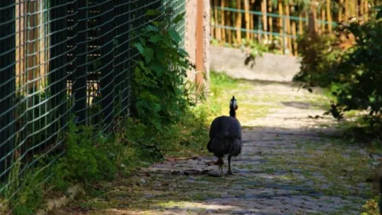 Kapanmayı fırsat bilip, park içerisinde özgürce dolaşıyorlar