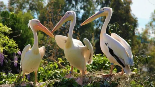 Kapanmayı fırsat bilip, park içerisinde özgürce dolaşıyorlar