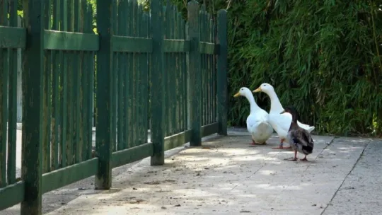 Kapanmayı fırsat bilip, park içerisinde özgürce dolaşıyorlar