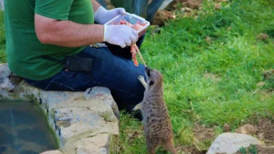 Kapanmayı fırsat bilip, park içerisinde özgürce dolaşıyorlar