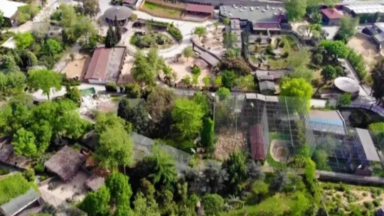 Kapanmayı fırsat bilip, park içerisinde özgürce dolaşıyorlar