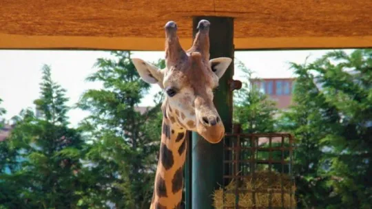 Kapanmayı fırsat bilip, park içerisinde özgürce dolaşıyorlar