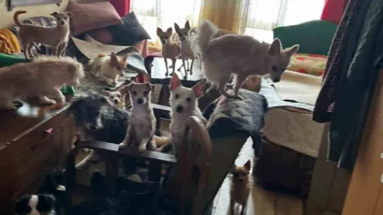 Kapı açılınca karşılaşılan manzara şoke etti