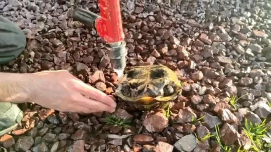 Kaplumbağa alevler arasında kaldı!