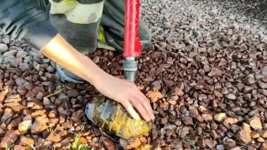 Kaplumbağa alevler arasında kaldı!