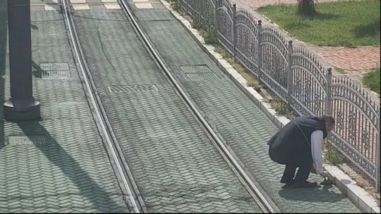  Kaplumbağa İzmit Tramvay Yolu'nda mahsur kaldı!