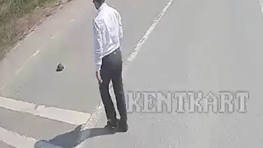 Kaplumbağanın ezilmemesi için araçları durdurdu