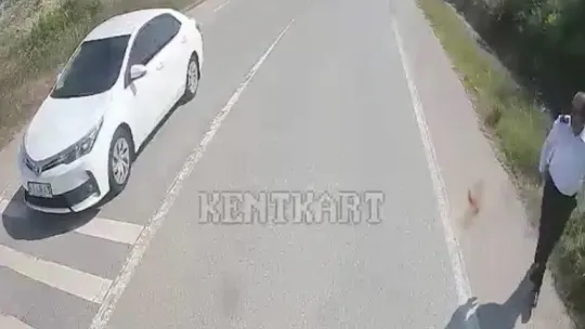 Kaplumbağanın ezilmemesi için araçları durdurdu
