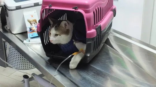 Karaciğeri hasar gören kediye doku nakli yapıldı