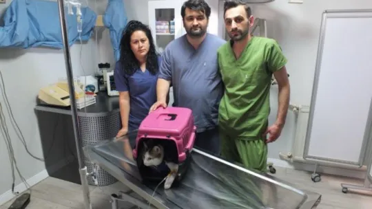 Karaciğeri hasar gören kediye doku nakli yapıldı