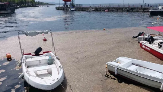 Kocaeli'de sahil müsilajla kaplandı