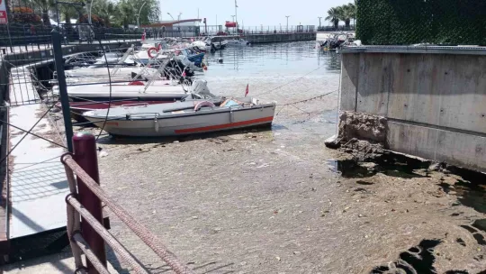 Kocaeli'de sahil müsilajla kaplandı