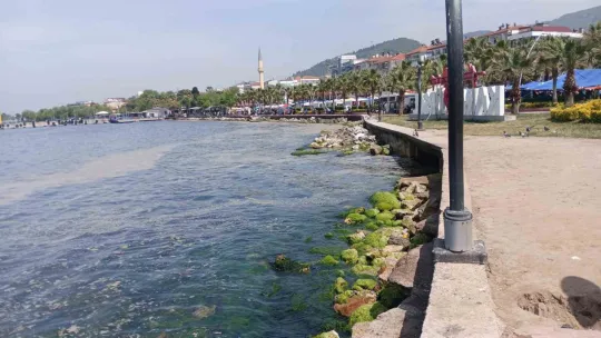 Kocaeli'de sahil müsilajla kaplandı