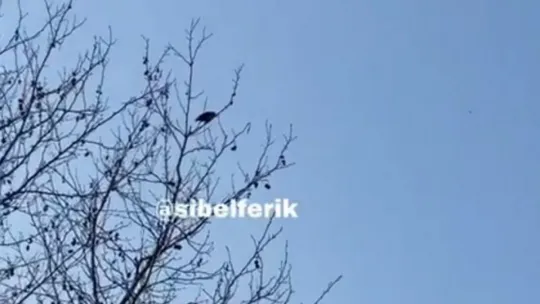 Kargadan Allahu Ekber sesleri