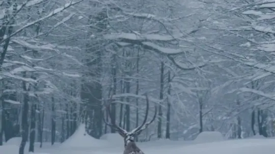 Karla kaplı Kartepe'de kızıl geyik güzelliği