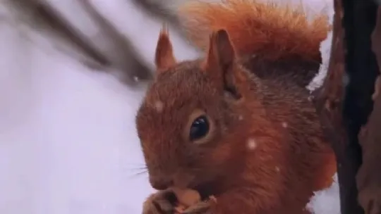 Karla kaplı Kartepe'de kızıl geyik güzelliği