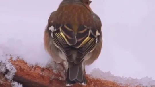 Karla kaplı Kartepe'de kızıl geyik güzelliği