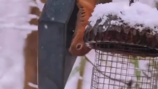 Karla kaplı Kartepe'de kızıl geyik güzelliği