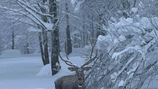 Karla kaplı Kartepe'de kızıl geyik güzelliği